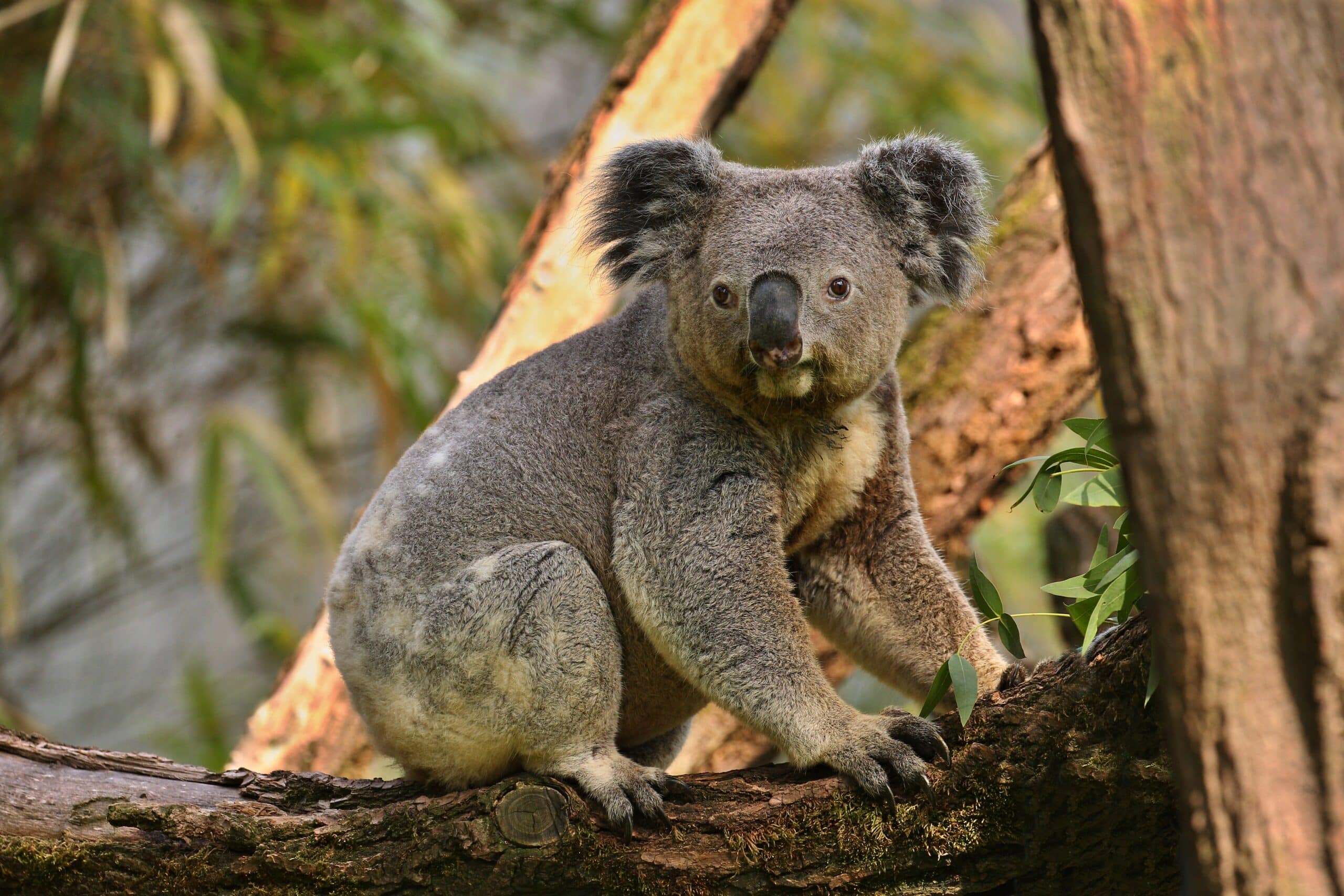 koala