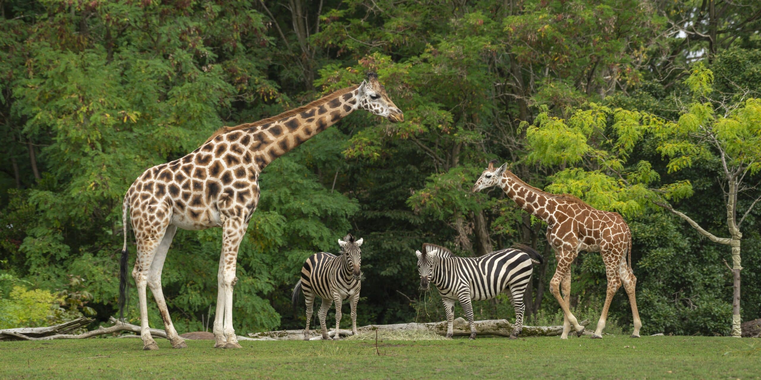 giraffes and zebras